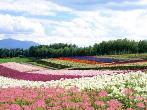 イベント名：せふぇｆ