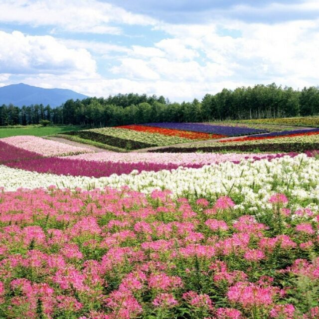 イベント名：せふぇｆ